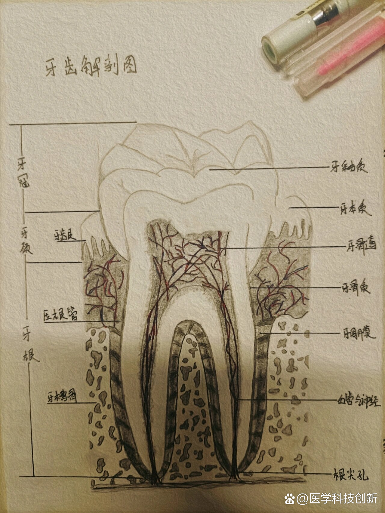 牙齿形态解剖图素描图片