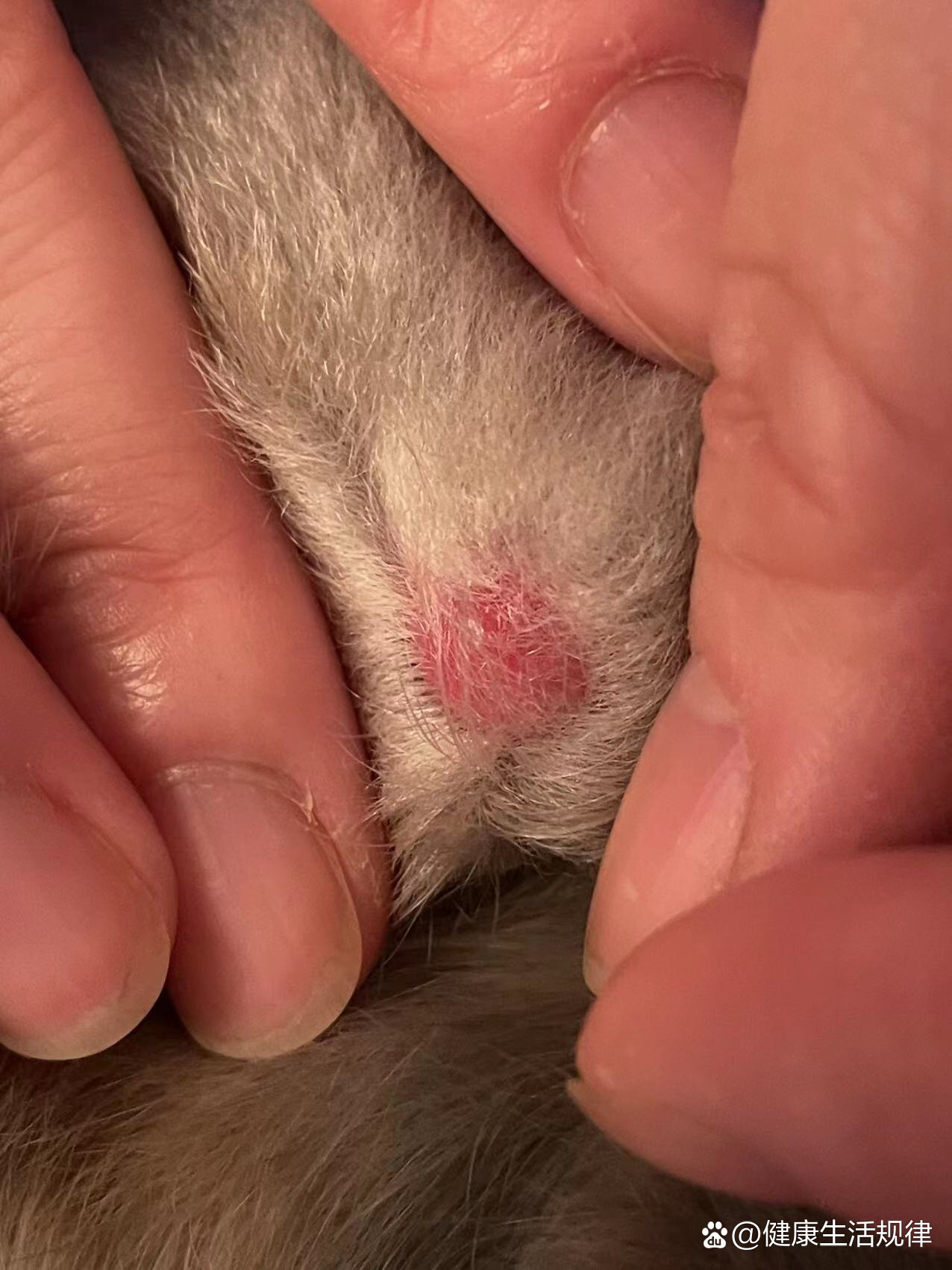 🇬🇧兔兔脚皮炎治疗