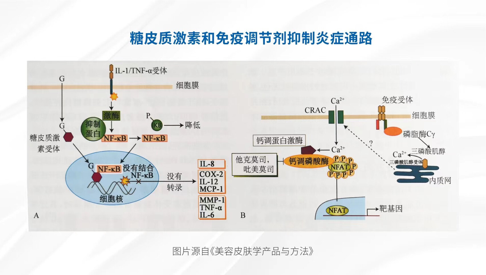 糖皮质激素照片图片