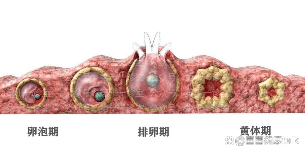 黄体破裂刀口图片图片