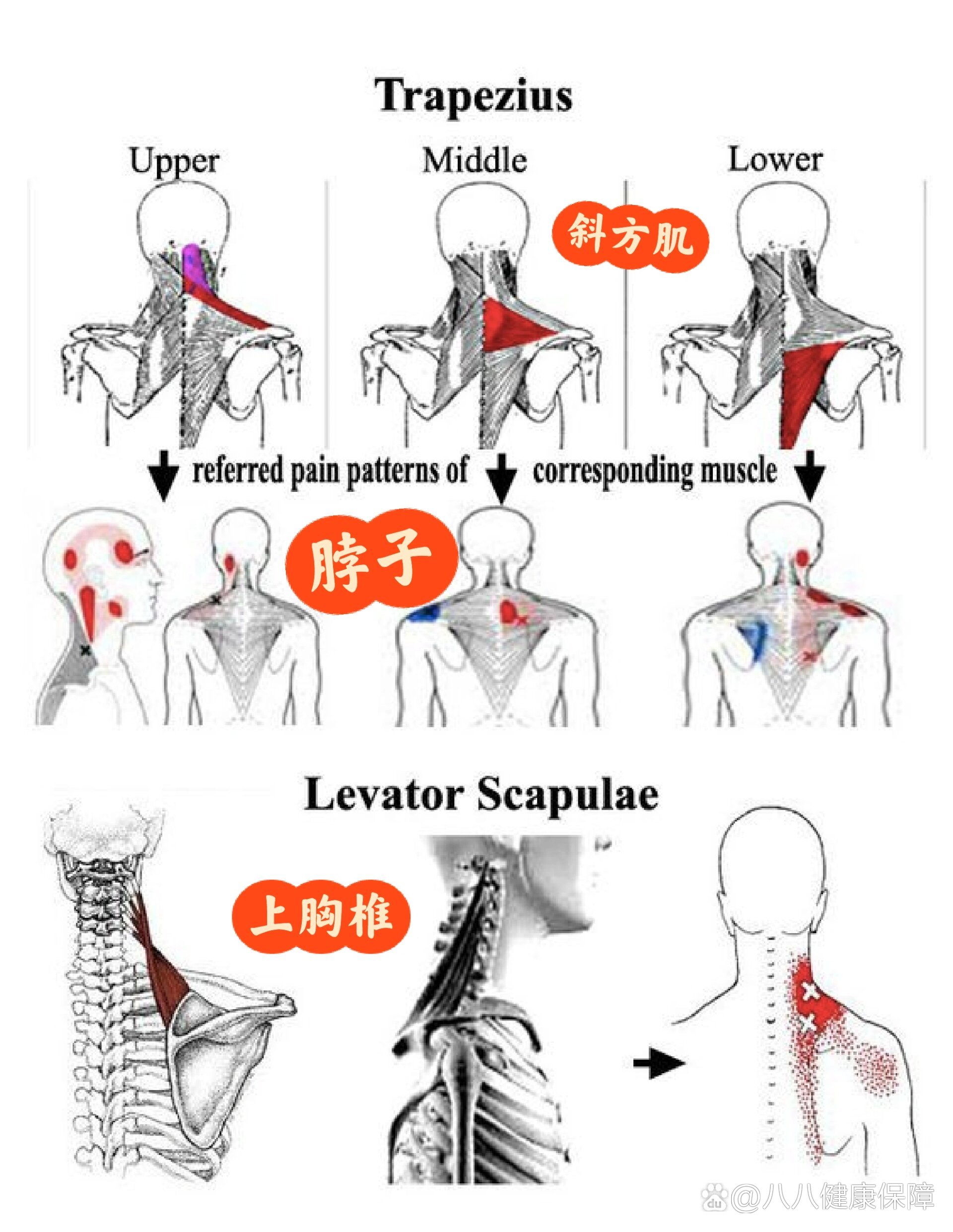  p>脖子和肩膀交界处酸胀不适 br>生活中出现肌肉关节酸胀的情况很