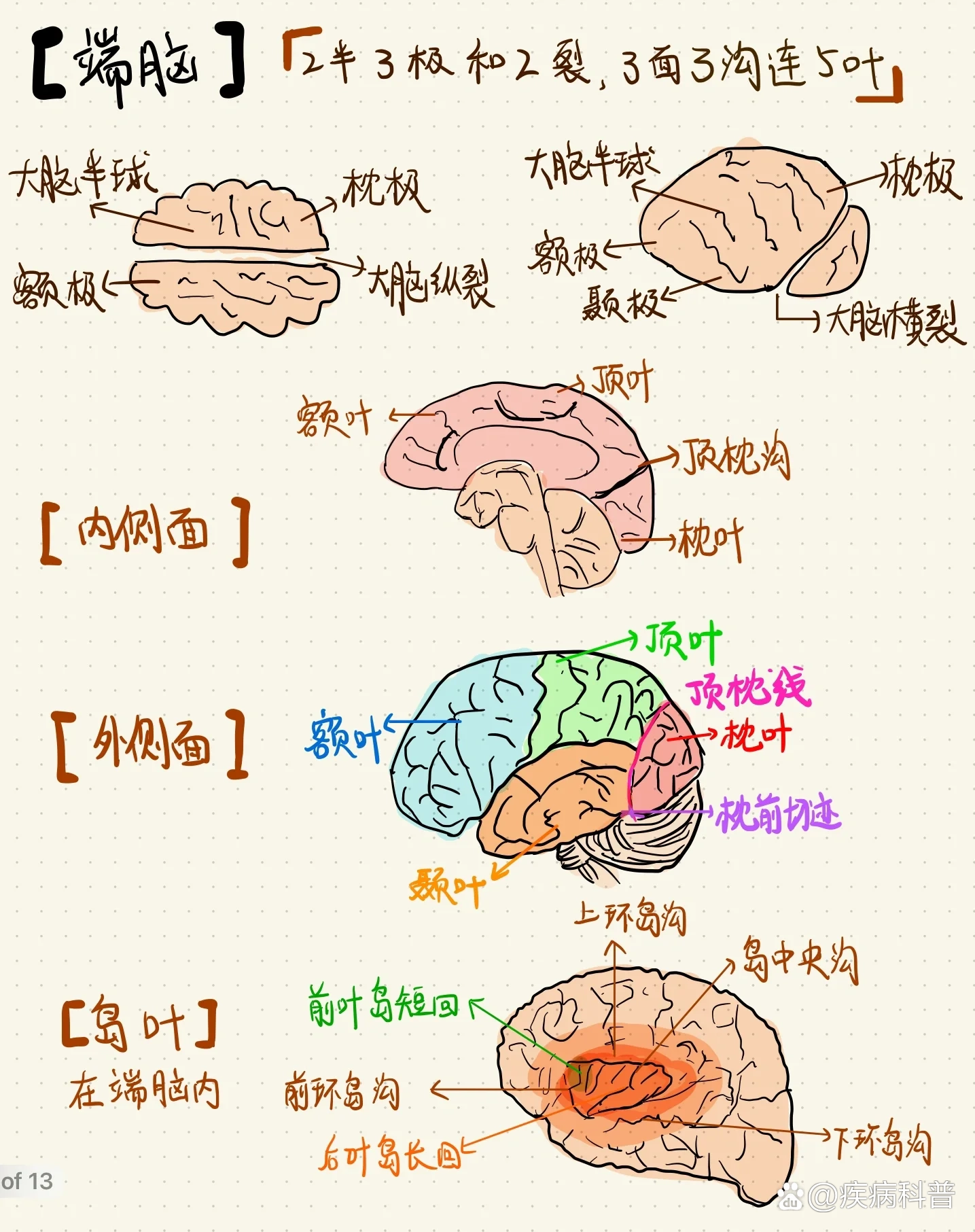 脑回压迹图片