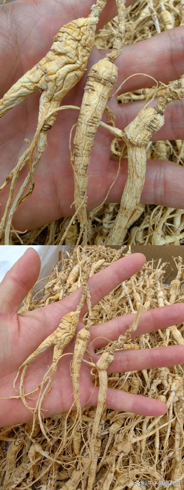 【十七年人参】长白山产地林下参,野生环境种植,某宝京东一斤4000