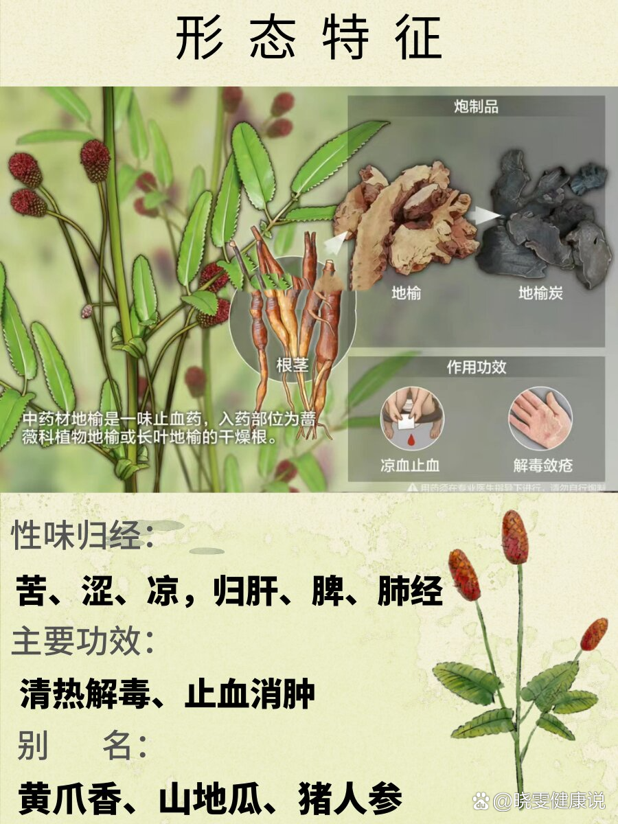 每天了解一味中草yao-地榆