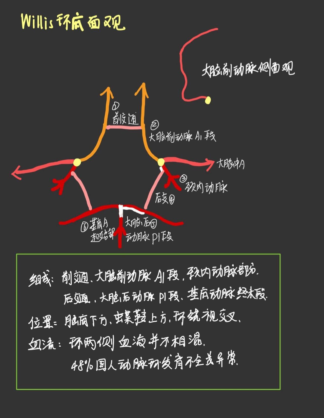 9499一图看懂willis环【推荐收藏】