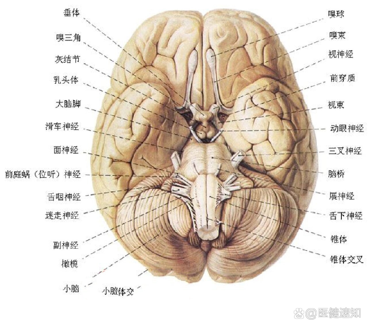 脑垂体结构图图片