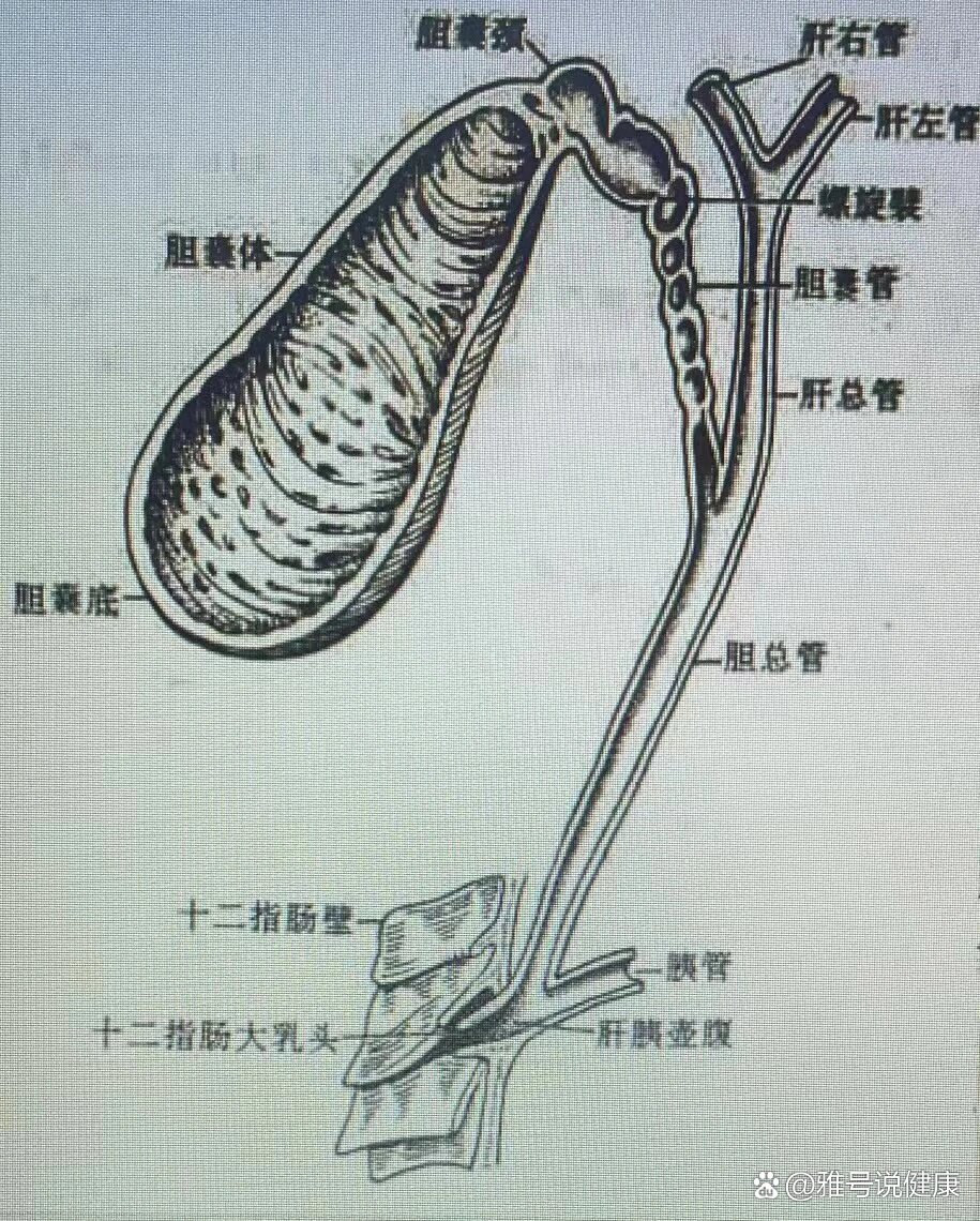 肝外胆道系统