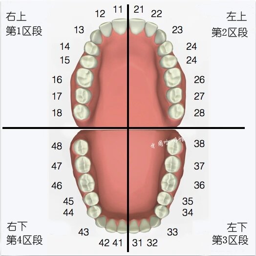 7号牙是哪个位置图片