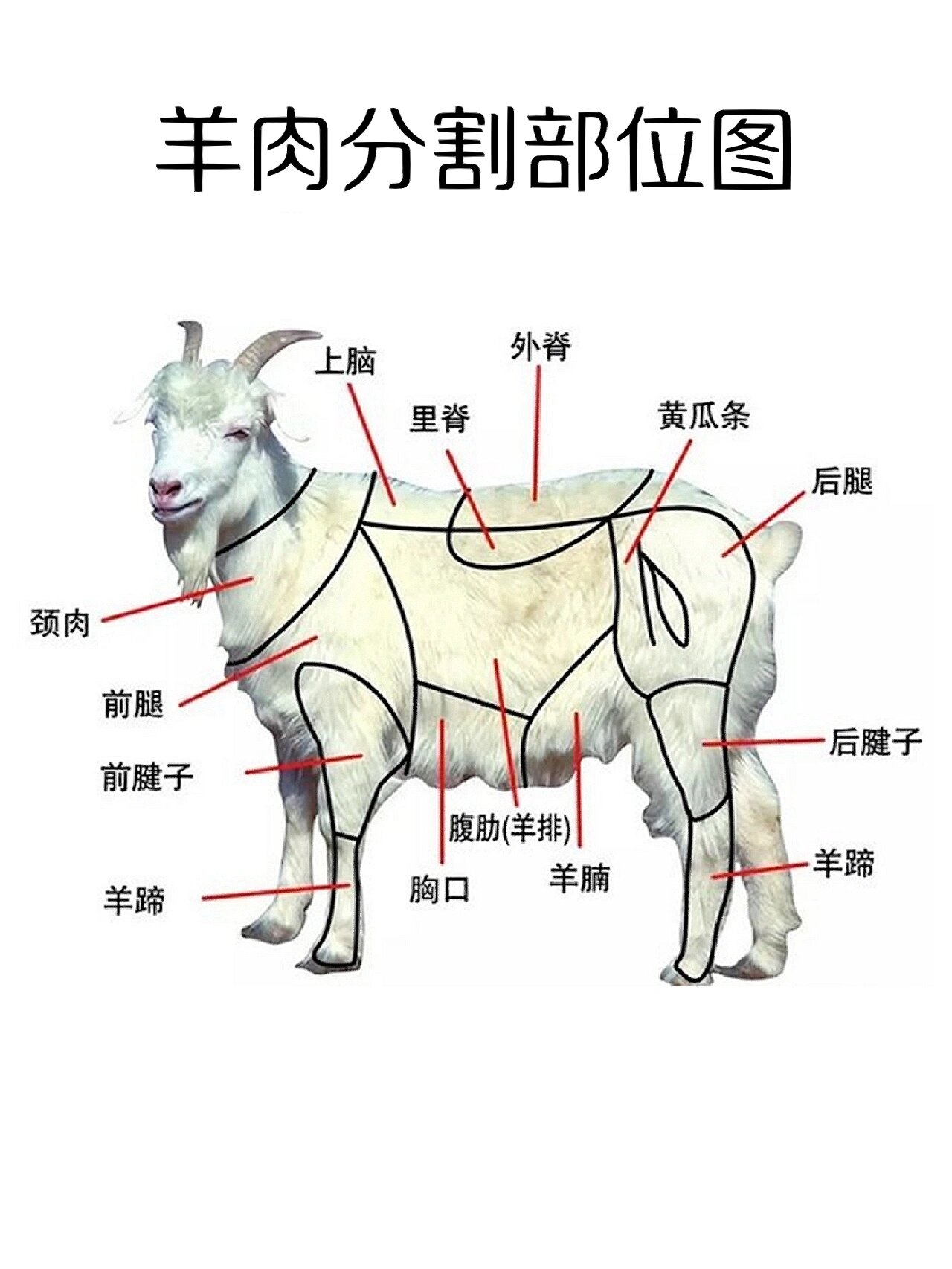 羊的整体结构图片图片