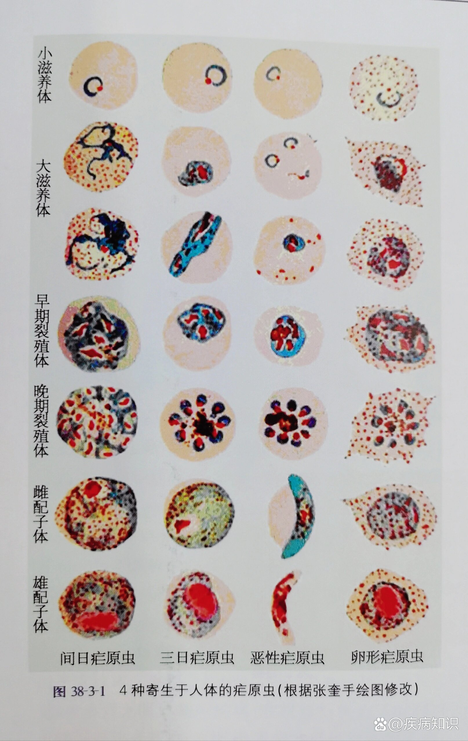 疟原虫小滋养体手绘图图片