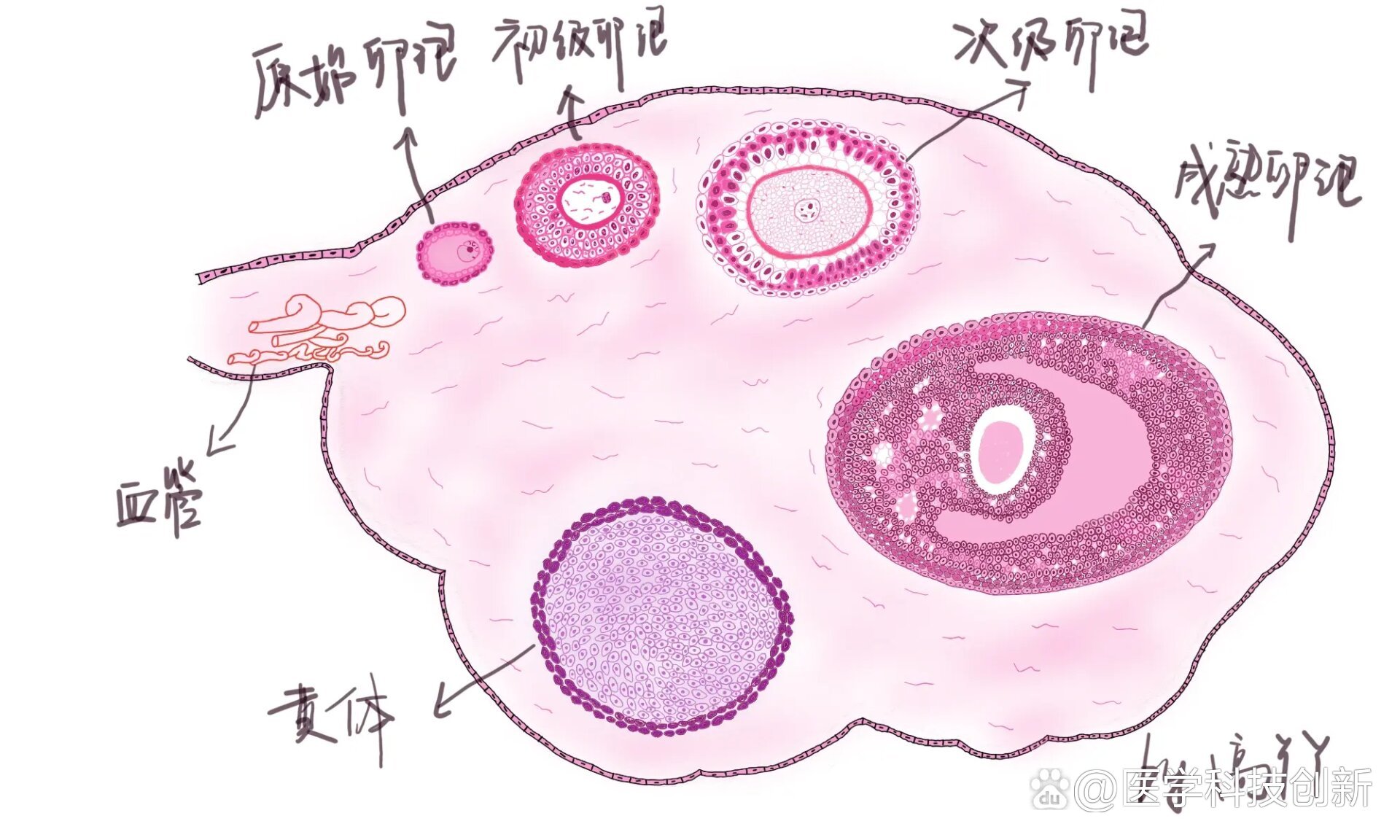卵巢切片手绘产科作业完成2/n,大概画了几千个细胞,耗时好久