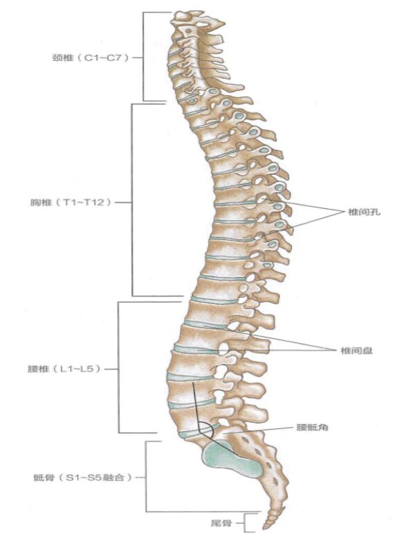 椎体沟图片