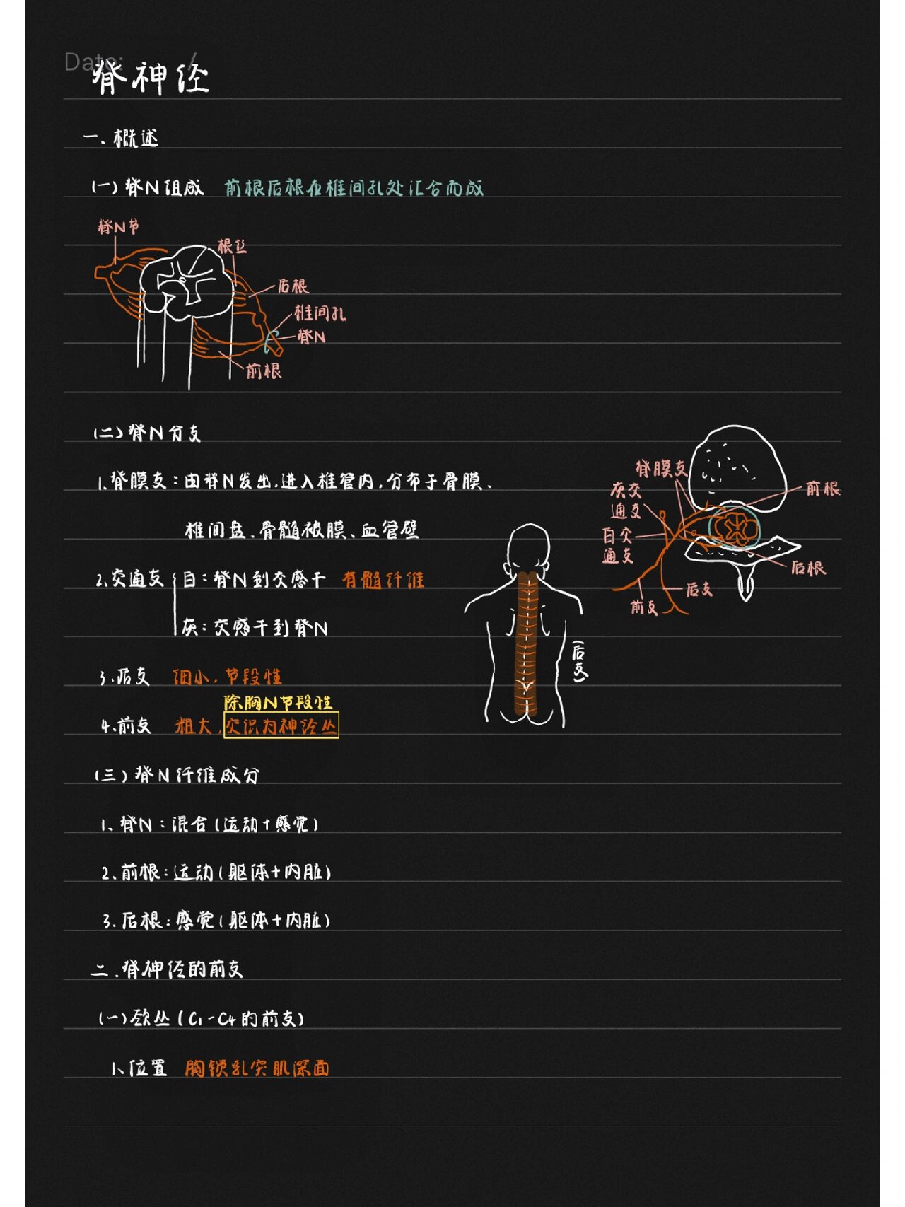 脊神经字母图片