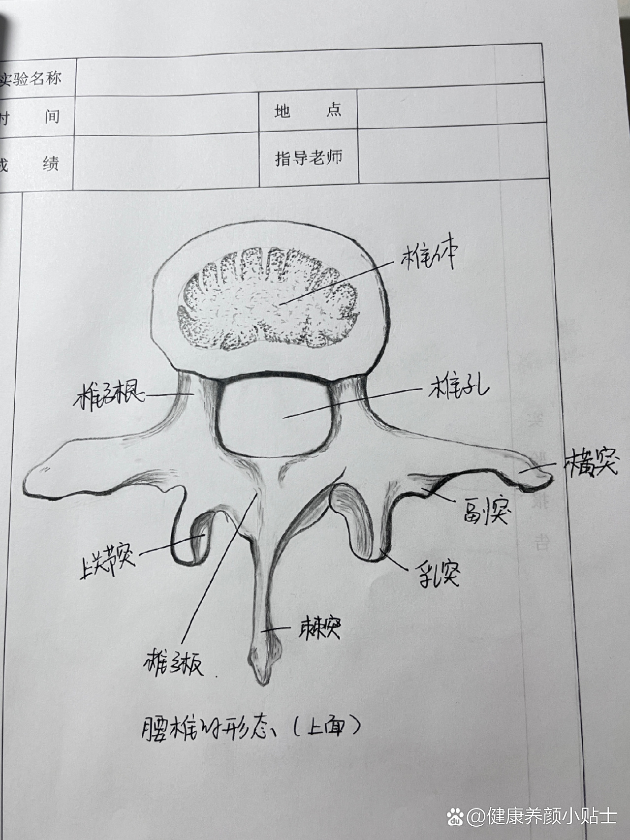 腰椎的形态手绘图