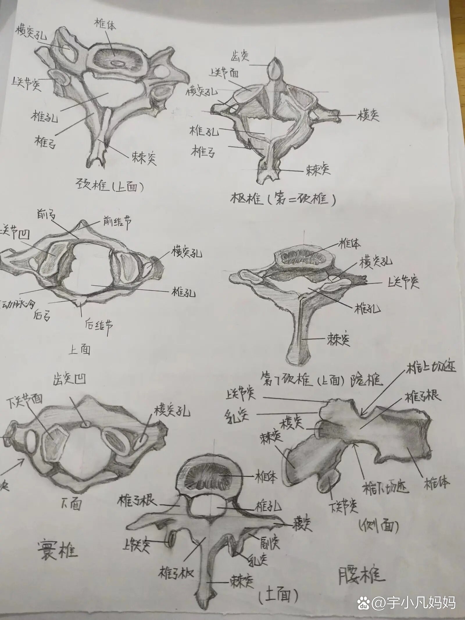 解剖图怎么画简单图片