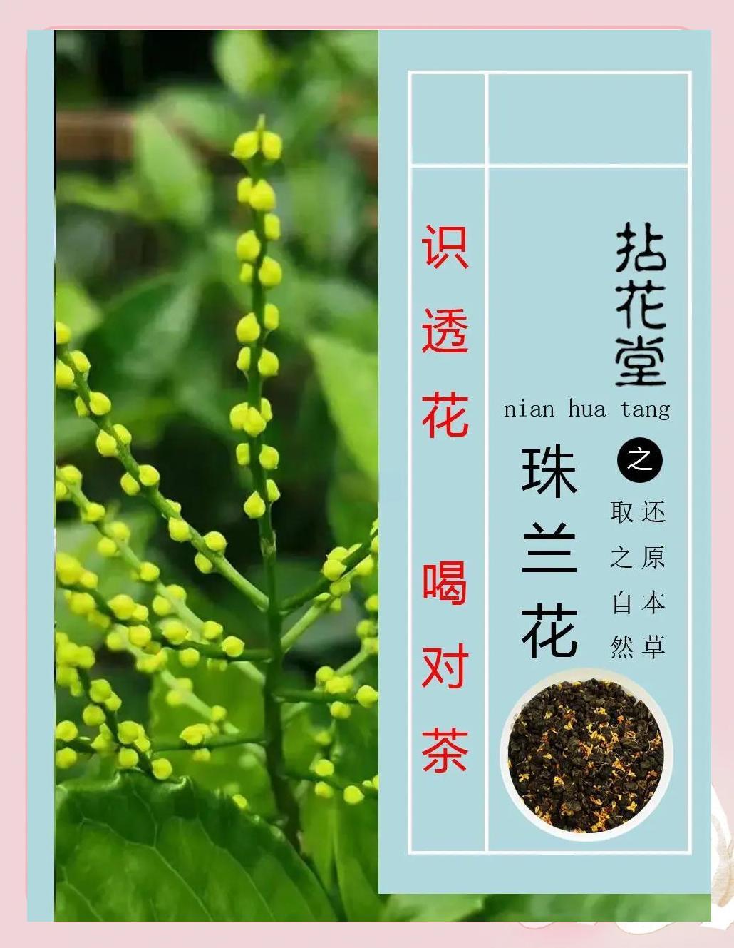珠兰茶：香气清雅的养生之选
