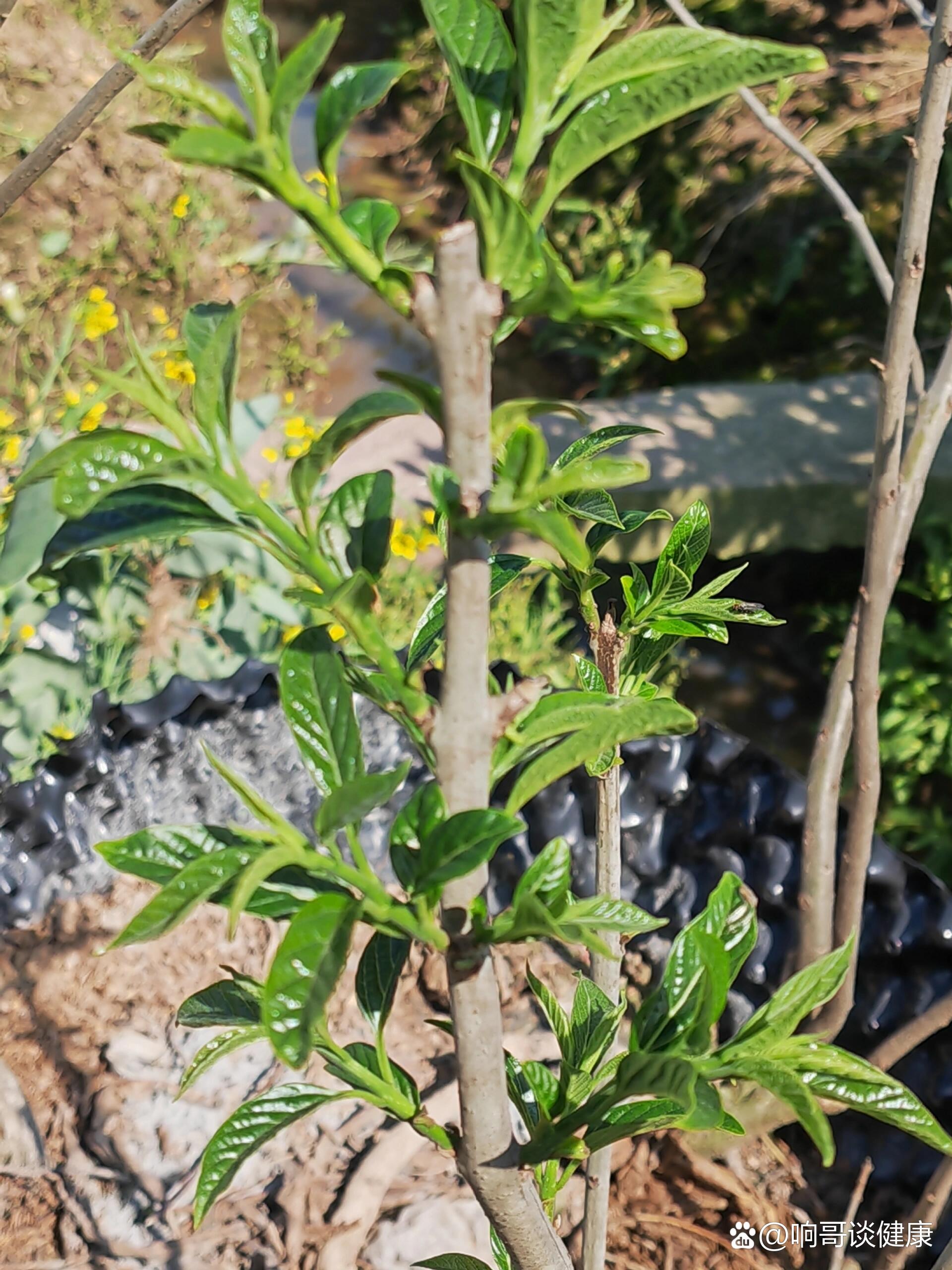 心心念念的秋风丝:第一度采摘,嫩的无法形容,自家种的就是新鲜美味.