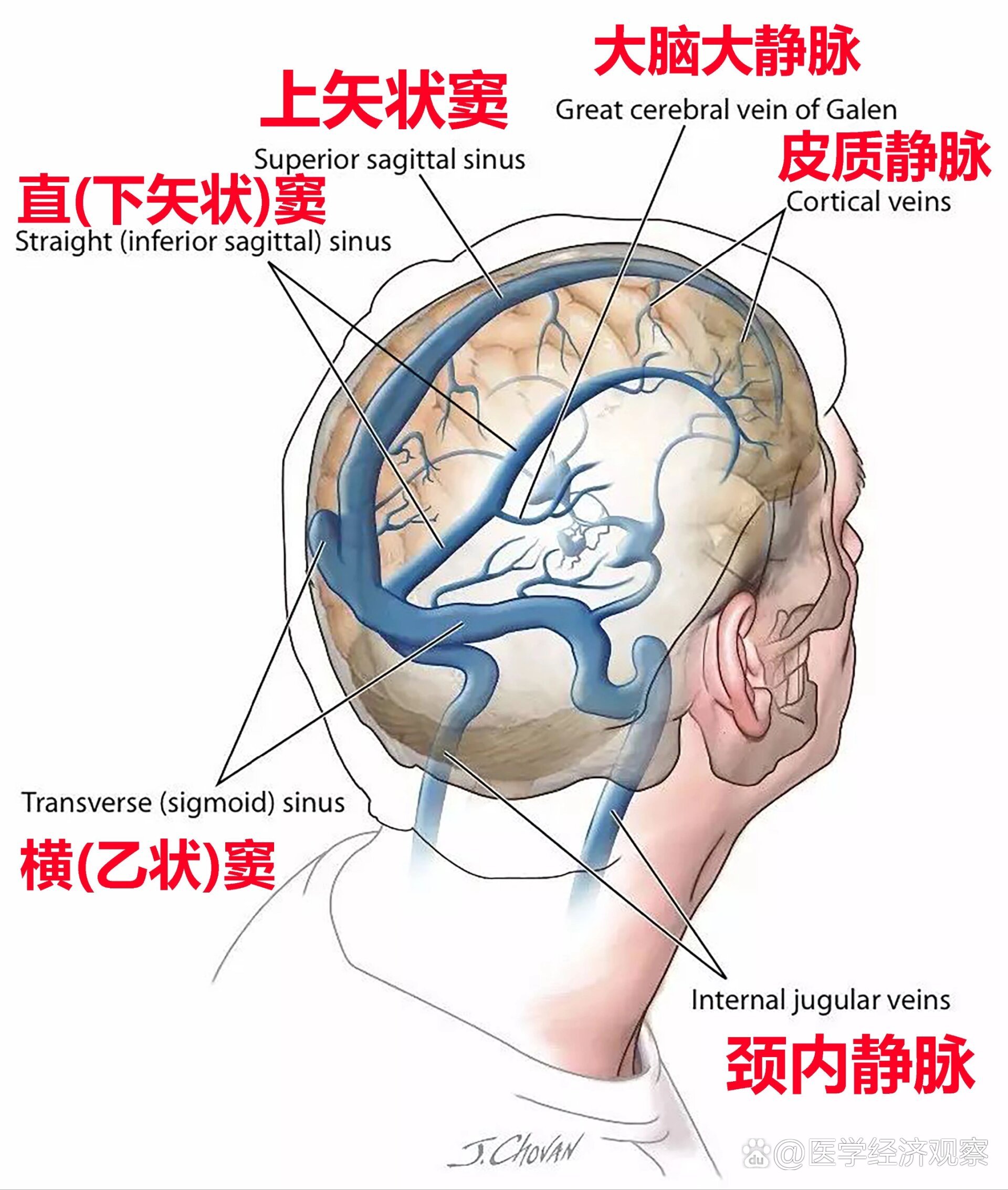 头部血管分布立体图图片