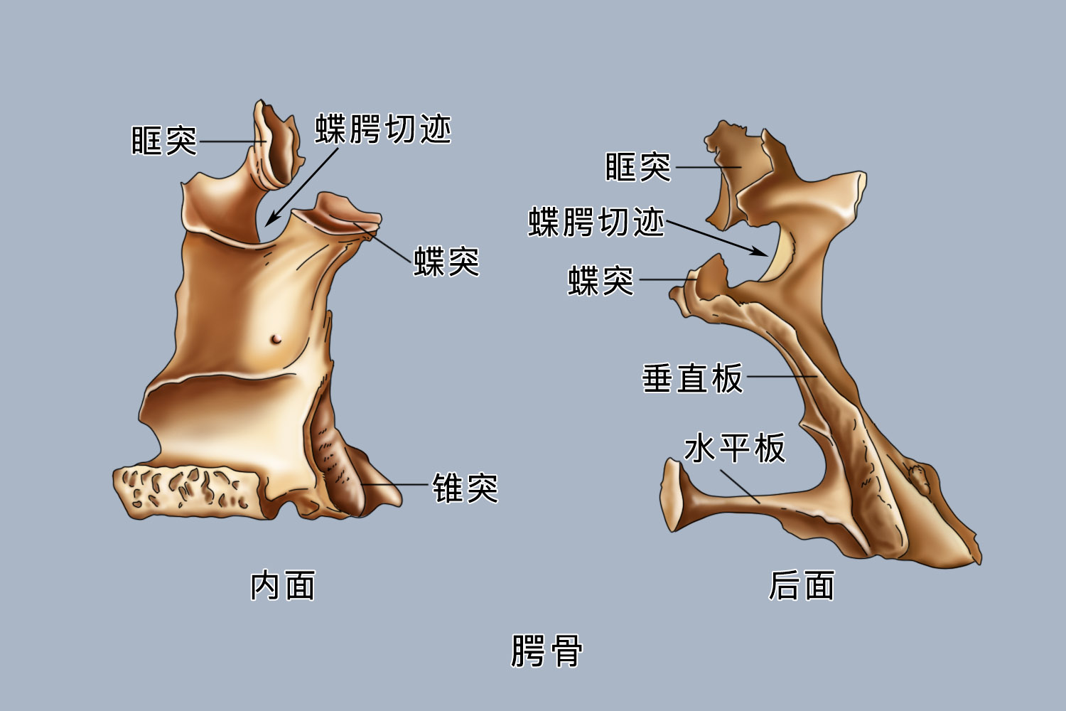 脸部骨头名称分布图 | 百度健康·医学科普