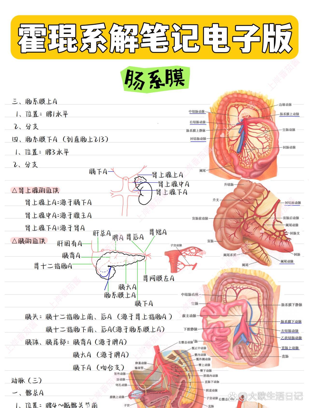 肠袢百科图片