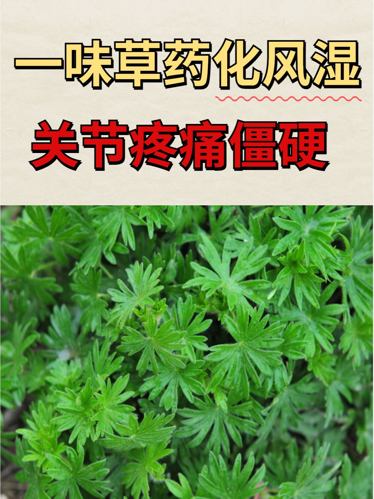 风湿草药图片名称图片