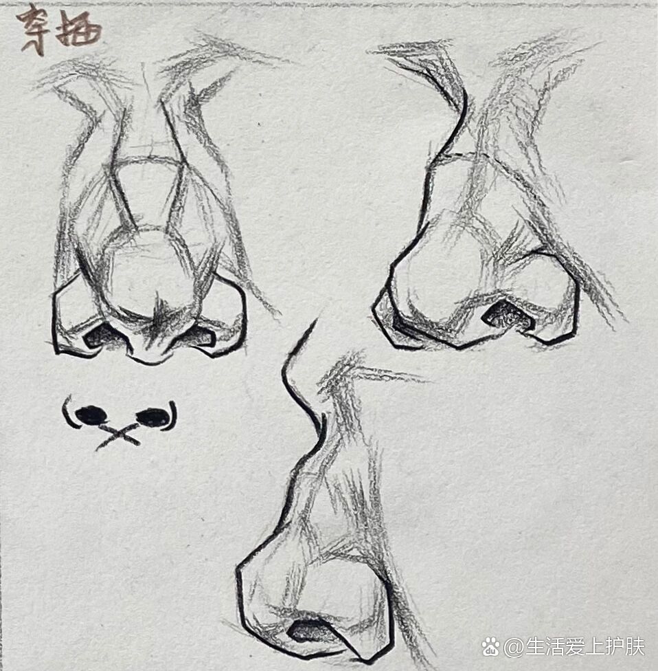 素描鼻子讲解来啦!