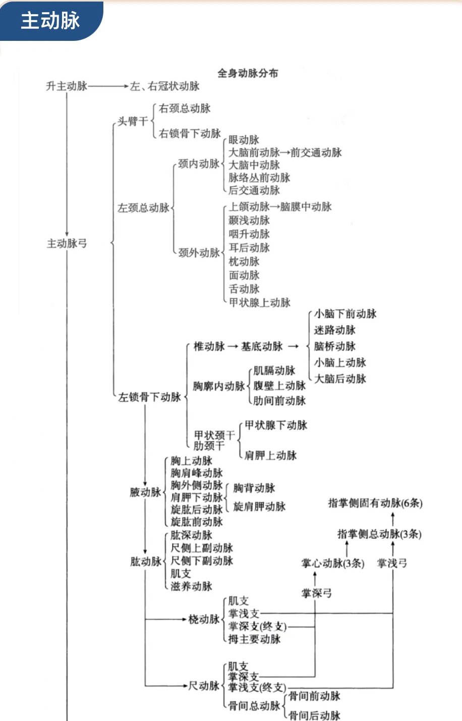 组胚血液的思维导图图片