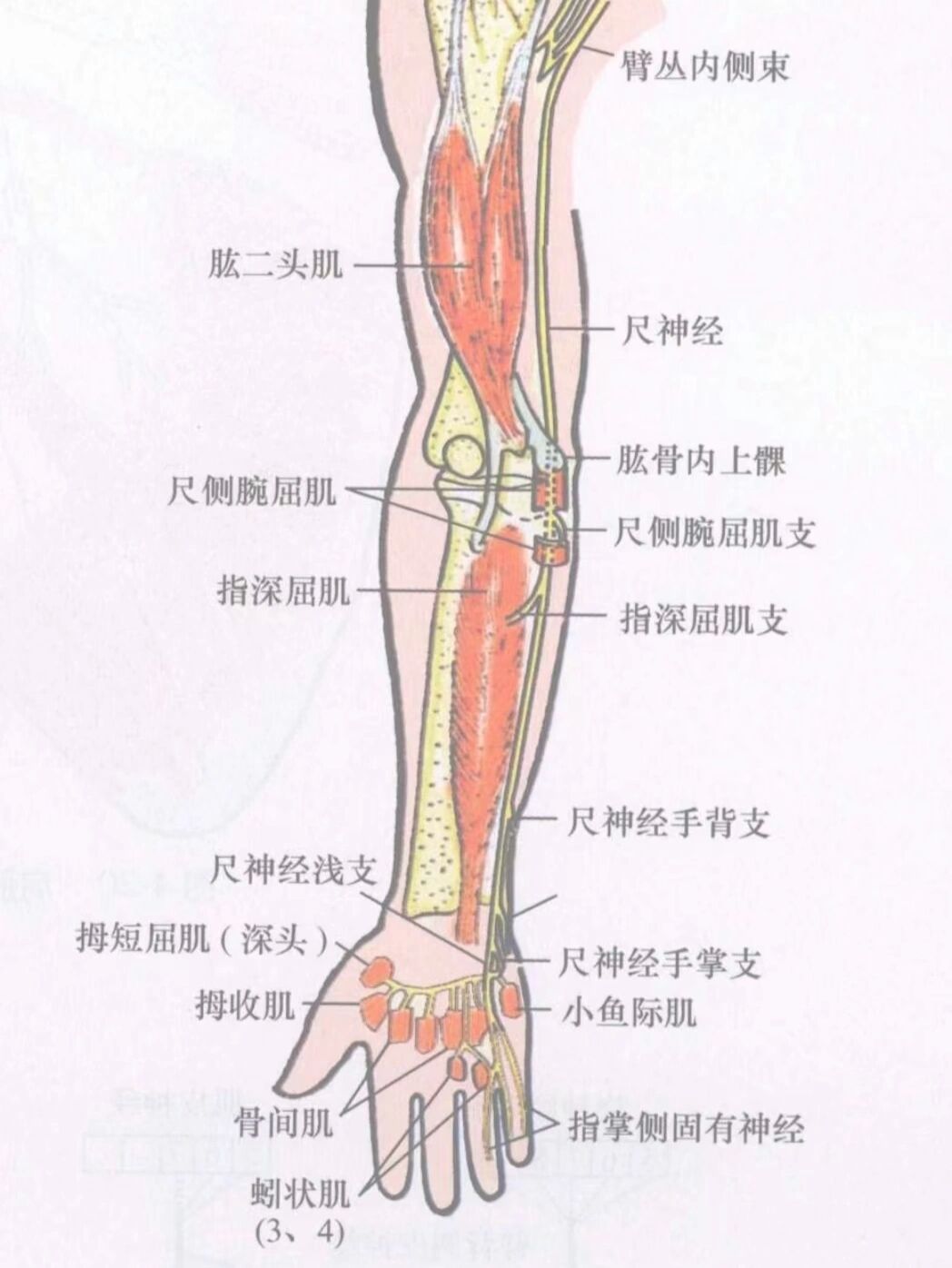 尺神经走行图片