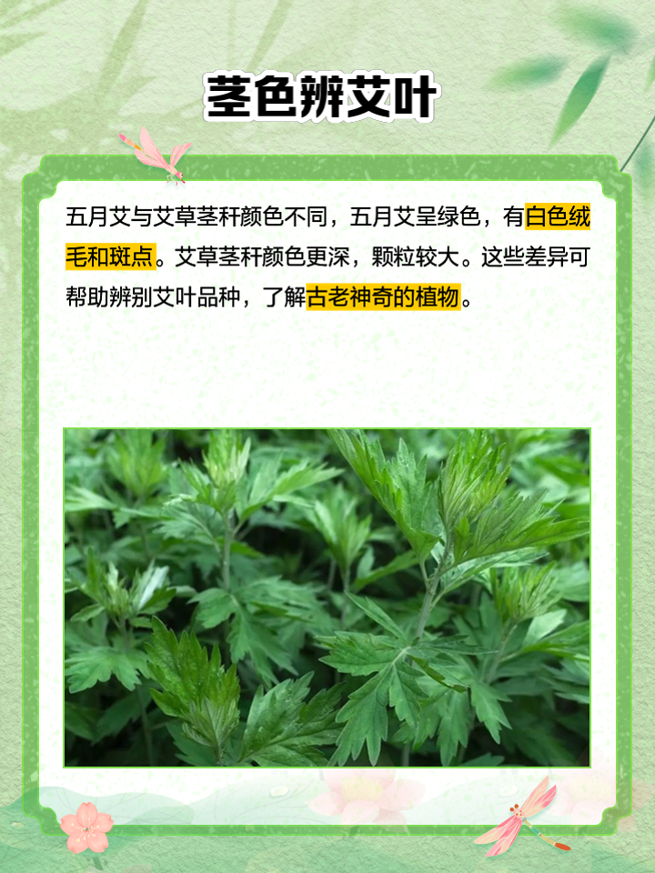 五月艾和艾草的区别