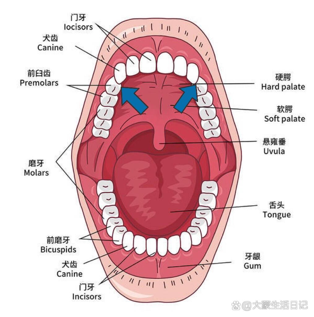 小舌在哪个位置图片图片