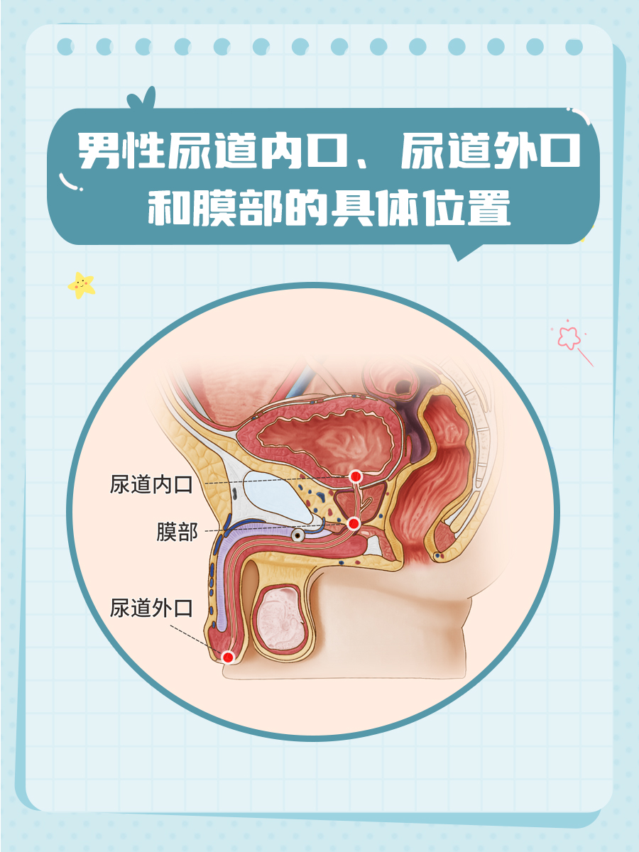 听见尿道狭窄就以为是病?其实这些狭窄是正常的