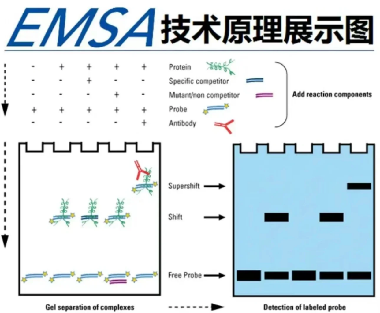EMSA实验全流程详解，不会做就生气吧！