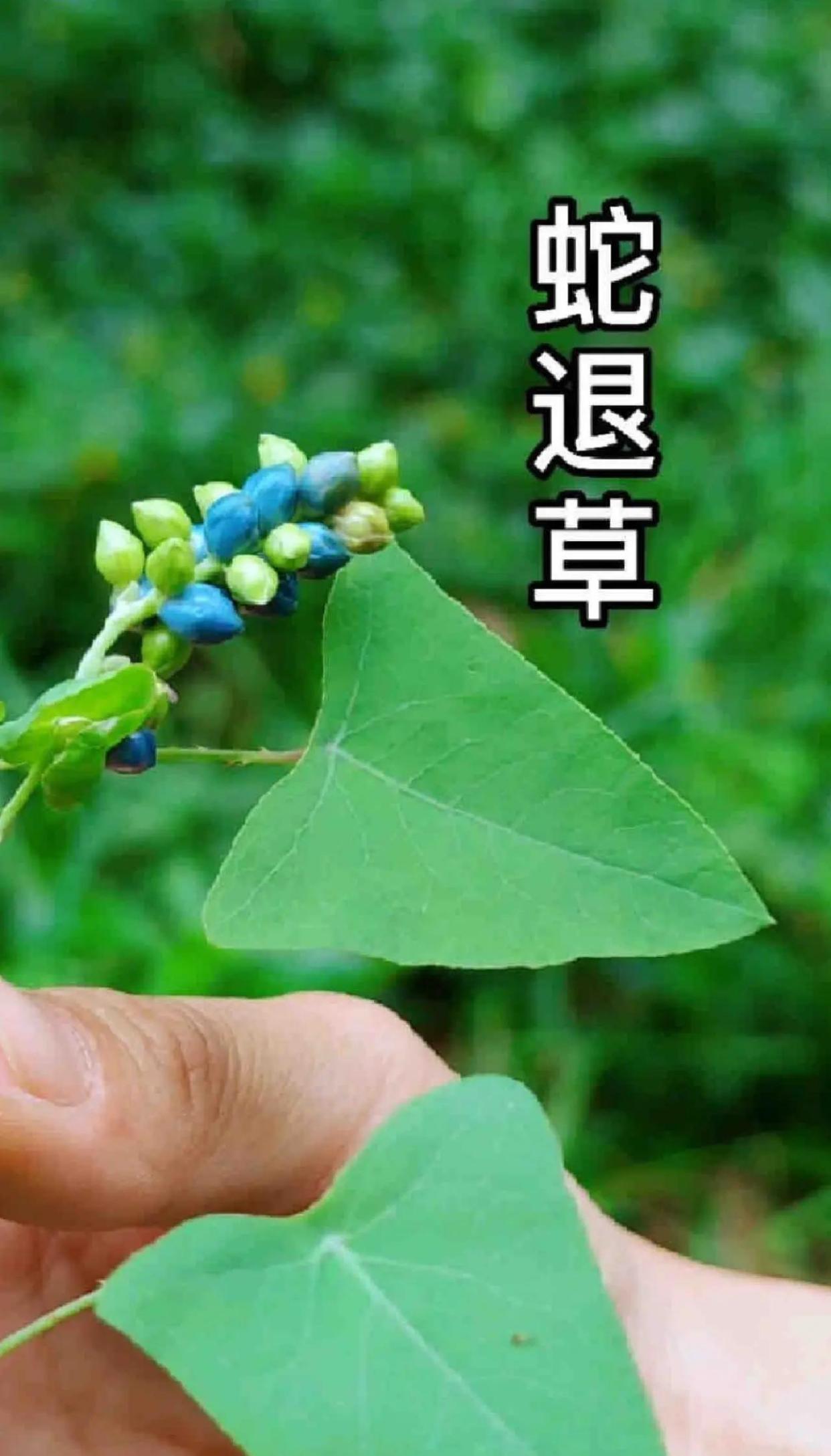 杠板归：湿疹克星，利尿消肿良药