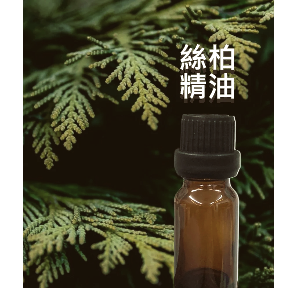 🌲丝柏精油全功效大揭秘💧