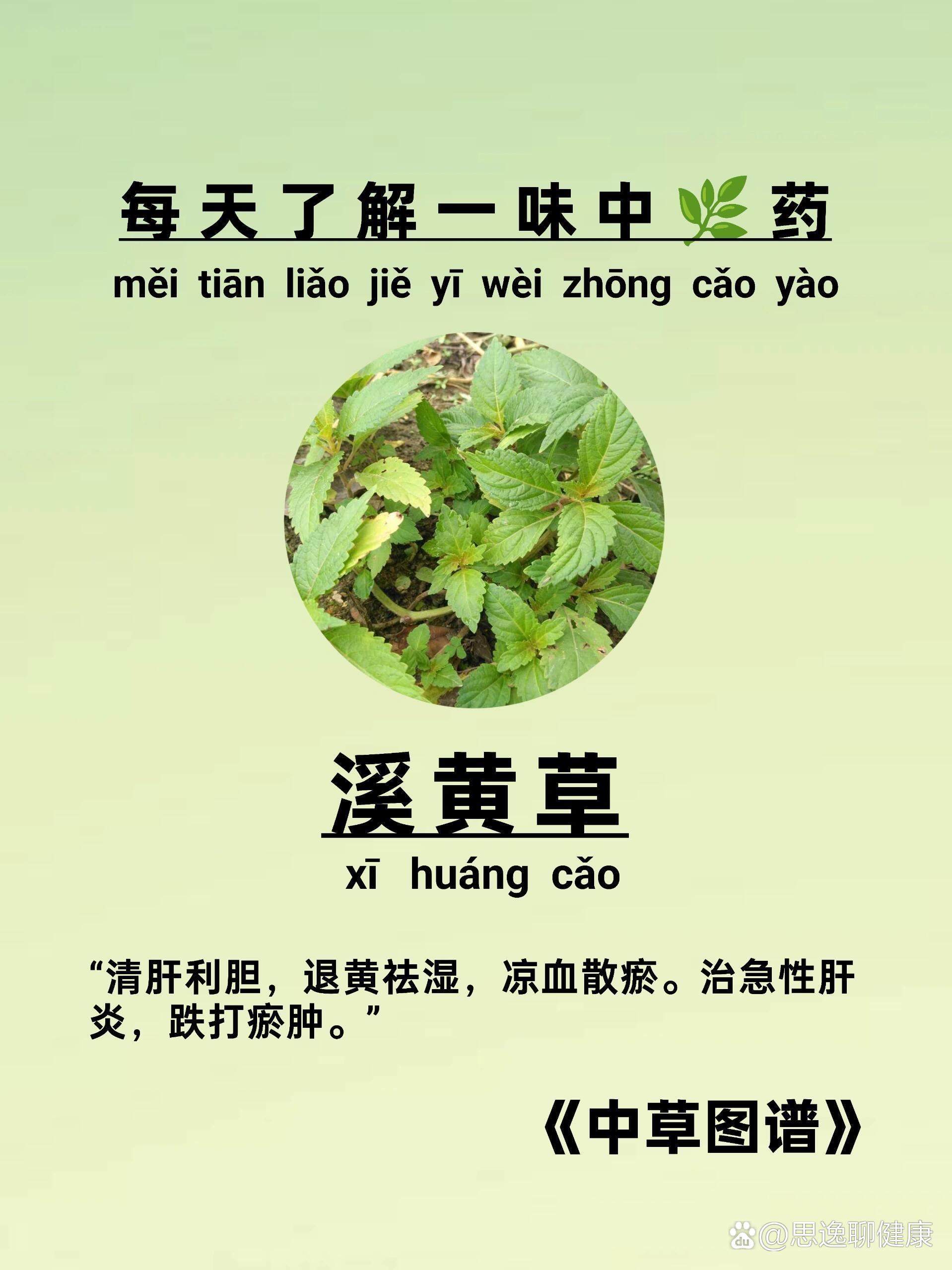  p>科普中91药【溪黄草】一味清热解毒92 br>