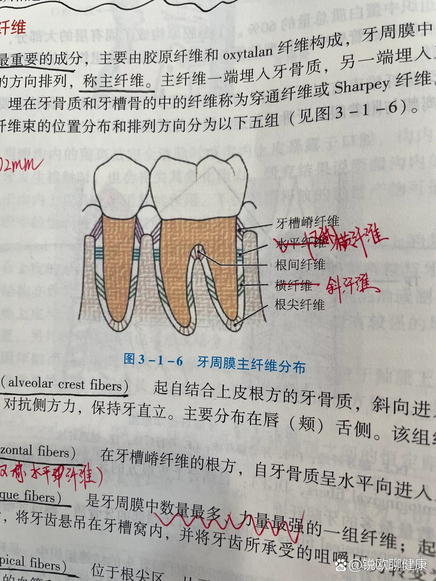 膜龈联合的位置图片