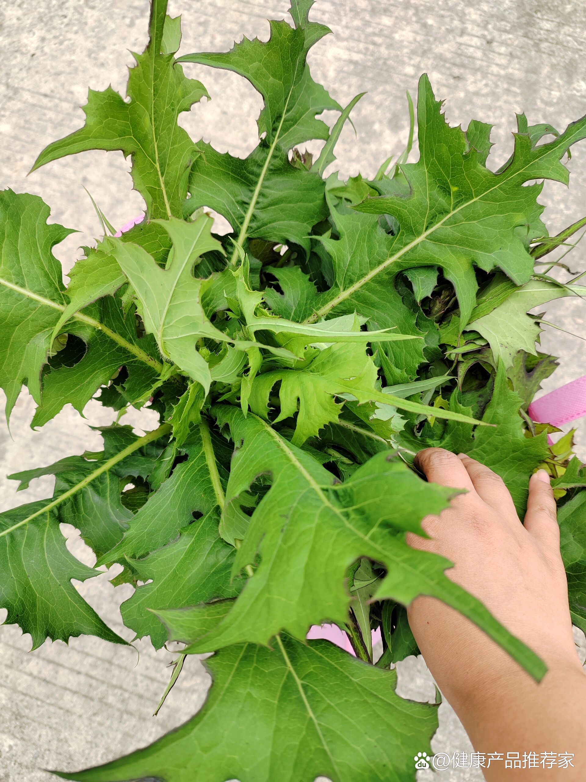  p>路边可见‖降血压神野草 br>妈妈有高血压,这个草吃了说降血压效果