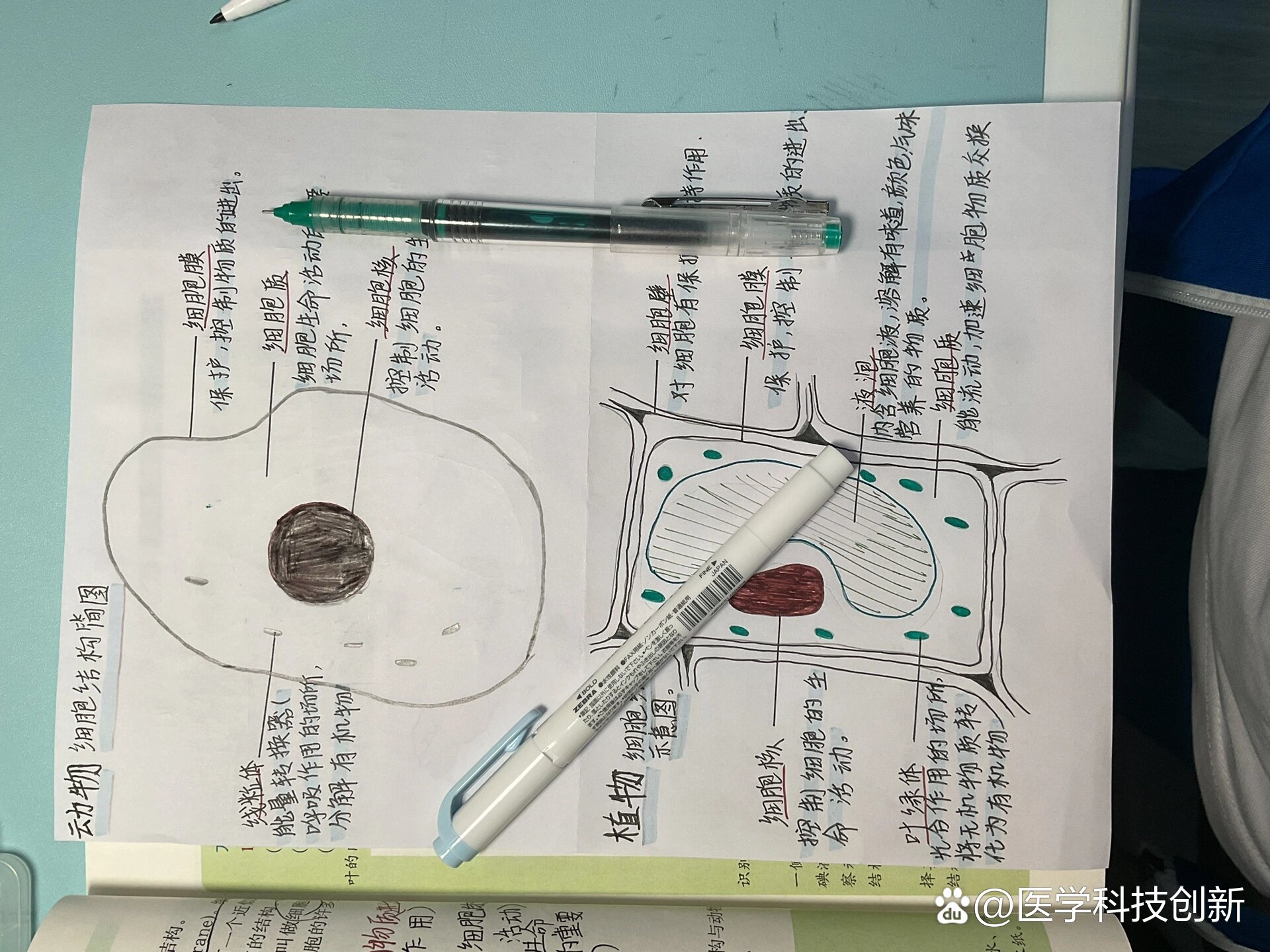 动物细胞结构简图.