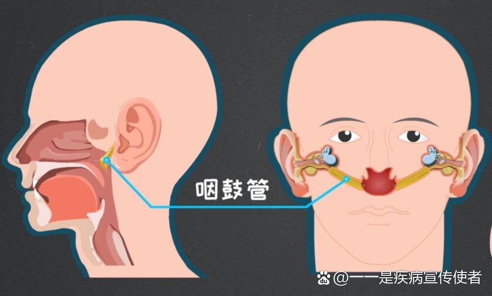 耳鼻喉相通图片图片