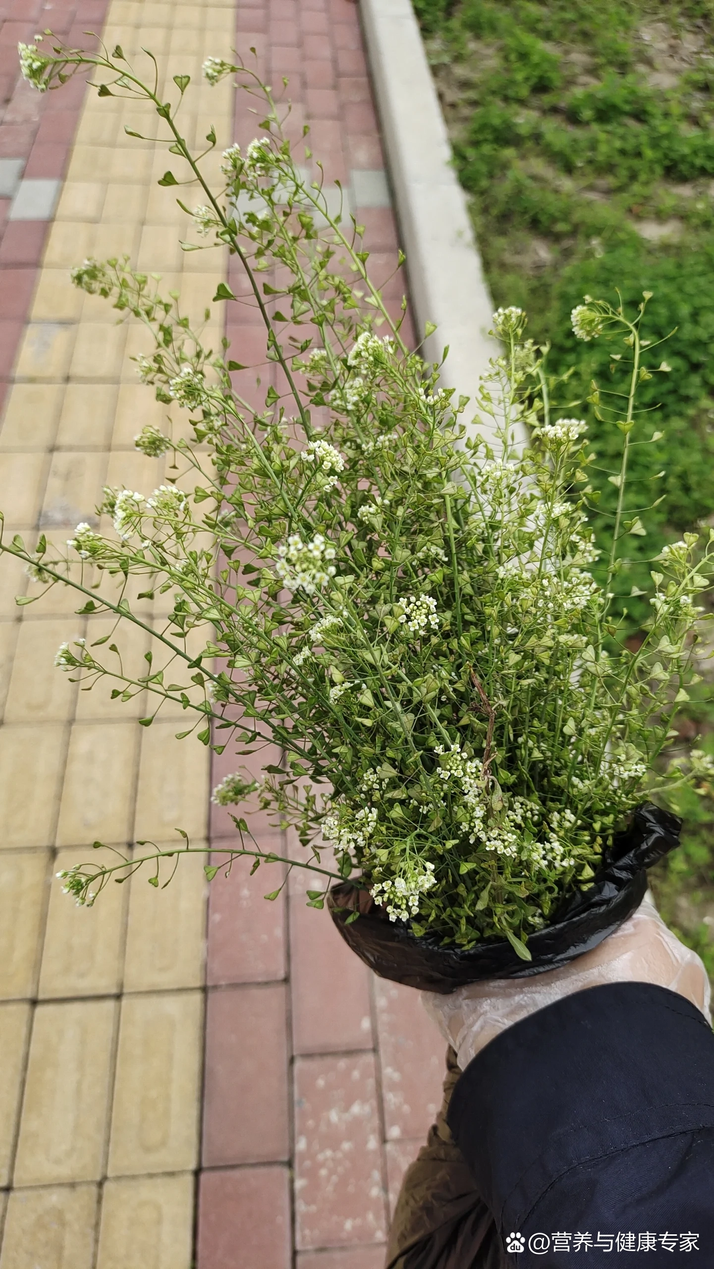 芨芨菜根图片