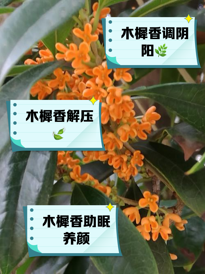 木樨香的功效和作用