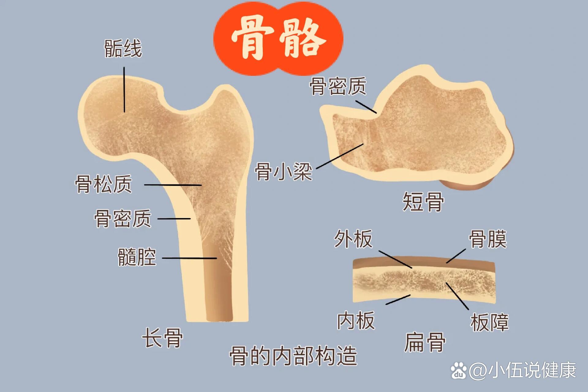 骨的构造