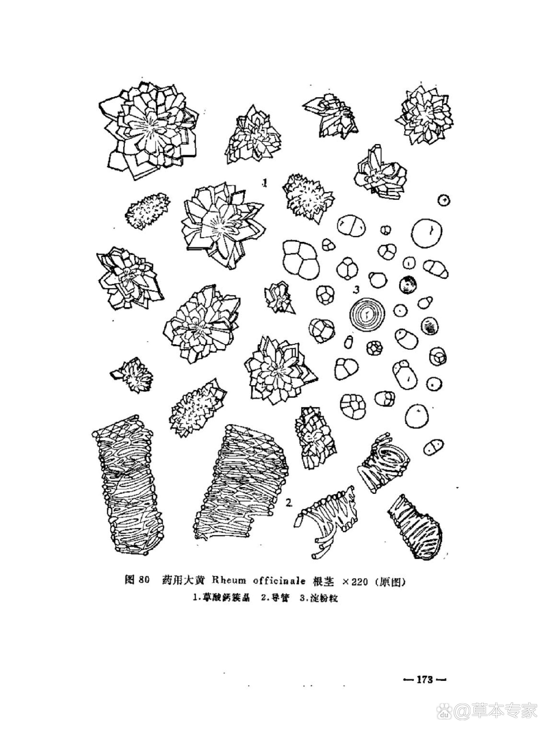 大黄粉末显微图