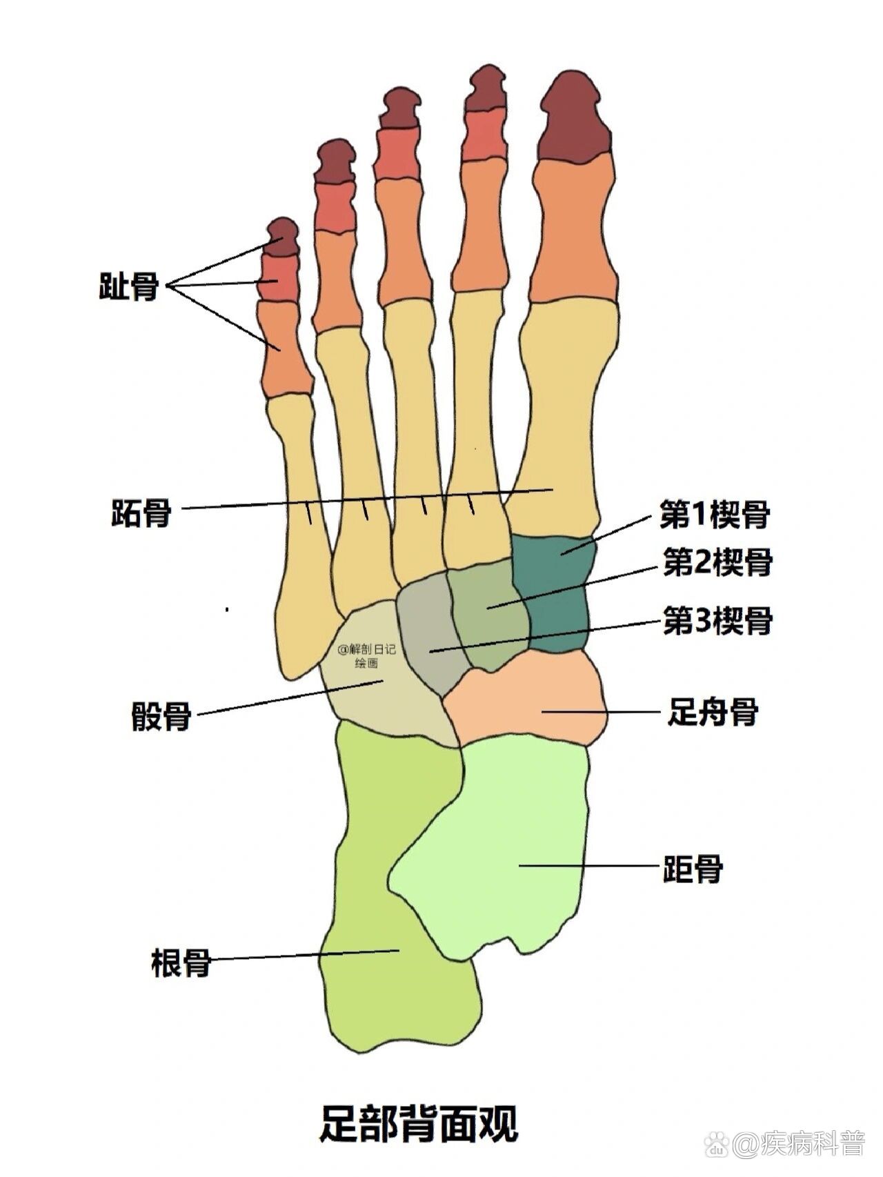 骨骼日记之足骨