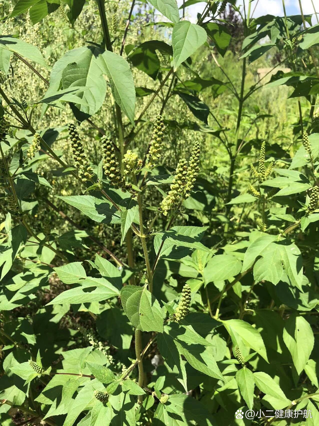 普通豚草过敏包括什么图片