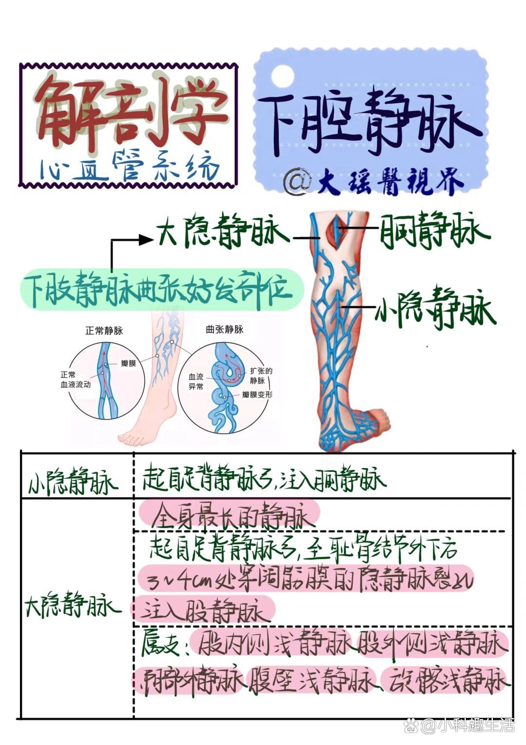 小叶下静脉图片