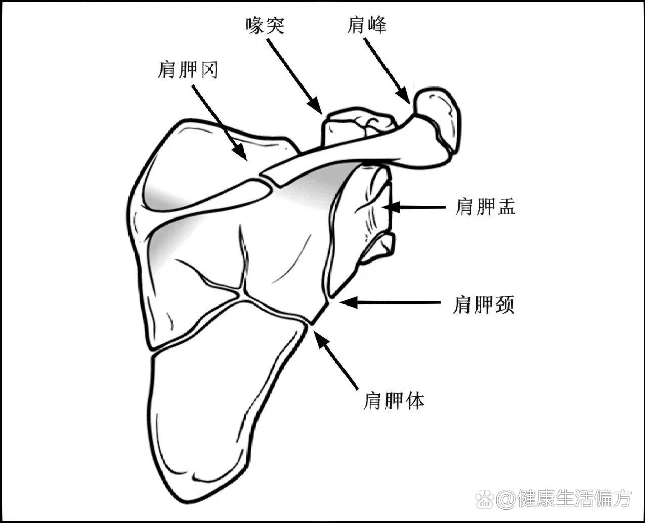 肩甲冈图片