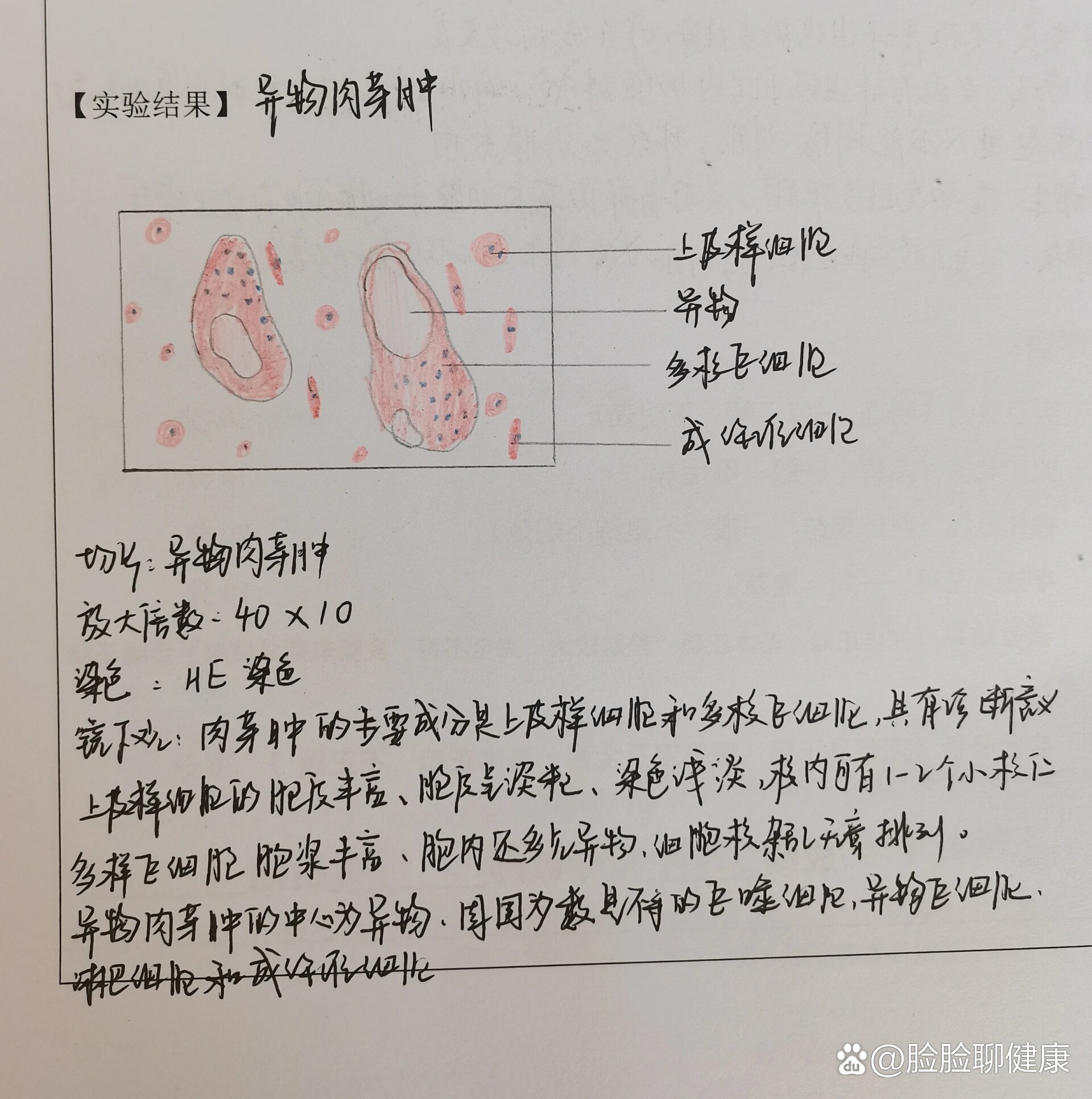 息肉红蓝铅笔手绘图图片