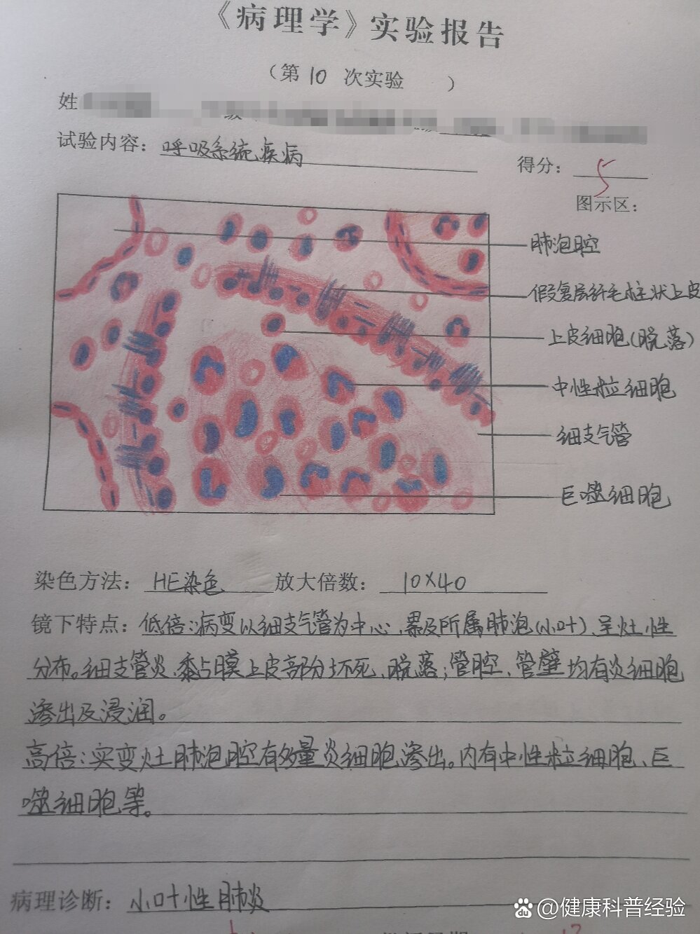 复层扁平上皮实验报告图片