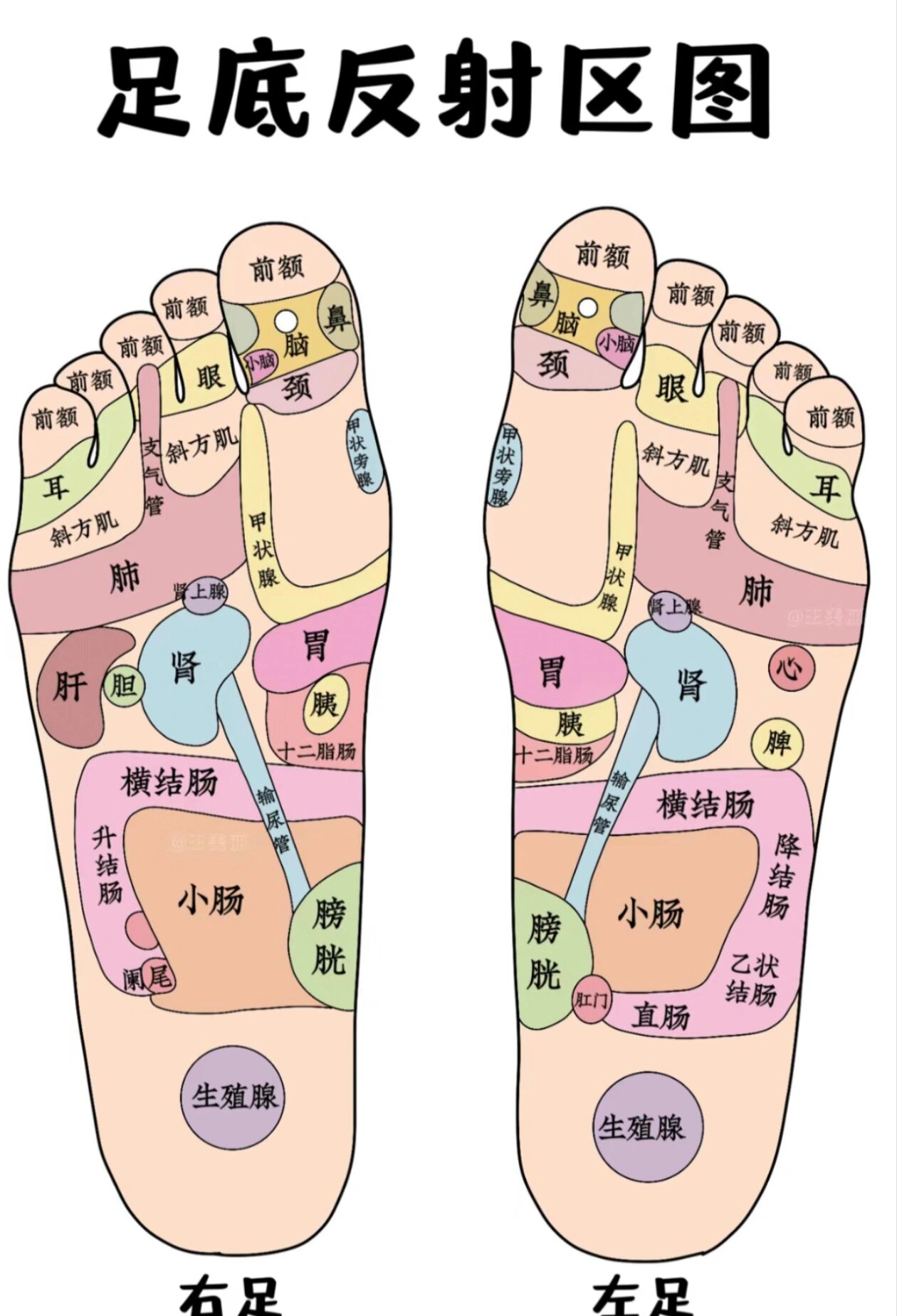 脚底胃的准确位置图片图片